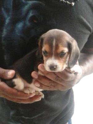 Espectacular Mini Beagle