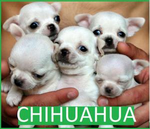 Genuinos Chihuahuas en Venta