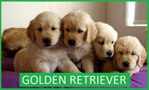 Golden Cachorros a La Vende