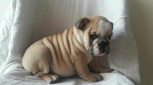 Hermoso Cachorro Bulldog Ingles