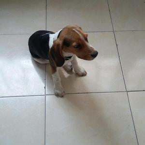 Hermoso Perro Beagle