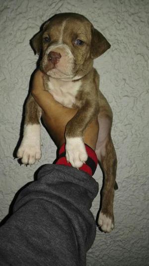 Hermosos Pitbull