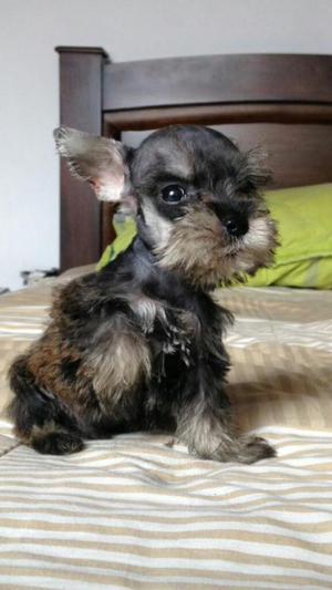 Hermosos Schnauzer Mini Miniatura