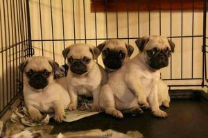 LINDOS PUG **