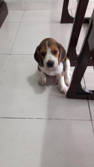 Mascotas Raza Beagles