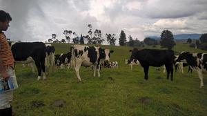 Novillas Holstein en El Rosal Cundinamarca, COD: ROCUNOV2.8