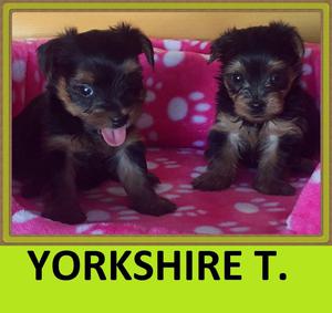 PRECIOSOS 'YORK SHAIRE' EN VENTA!!!!!!