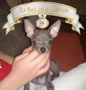 Pincher Chihuahua Gris Exotico Casi Azul