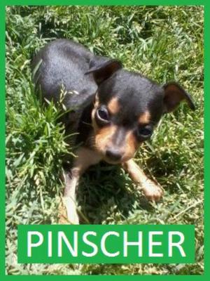 Pinscher Cachorros en Venta