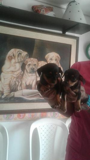 Pinscher en Venta