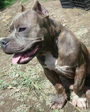 Pitbull Bully