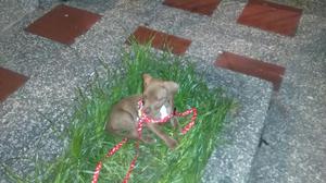 Pitbull Staforshire Terrier 1 Mes Y 1/2