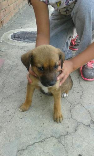 Se Da Perrita en Adopcion