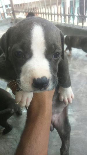 Se Vende Pitbull