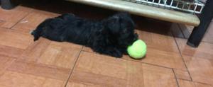 Se Vende Schnauzer Mini