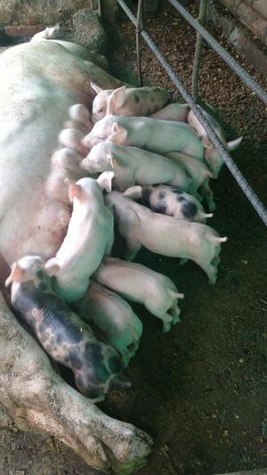 Se Venden 13 Cerdos