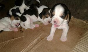 Se Venden Cachorros Beagle Tricolor Puro