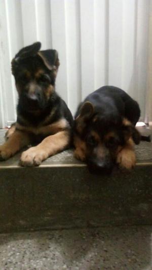 Se Venden Hermosos Perros Pastor Aleman