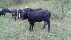 Ternera Holstein Cebu