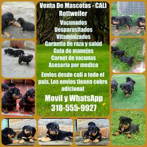 Tienda de mascotas en cali vende cachorros rottweiler envios