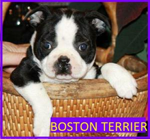 Tradicionales Boston Terrier en Venta