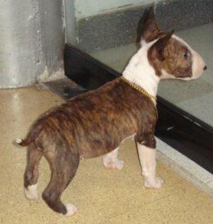 Vendo Cachorro Raza Bull Terrier PURO