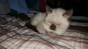 Vendo Gaticas