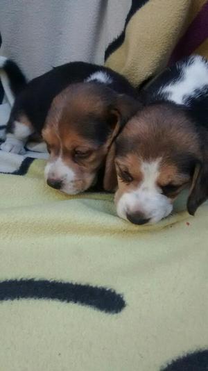 Vendo Perritas Beagles Tricolor