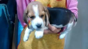 Vendo Perritos Beagles Tricolor
