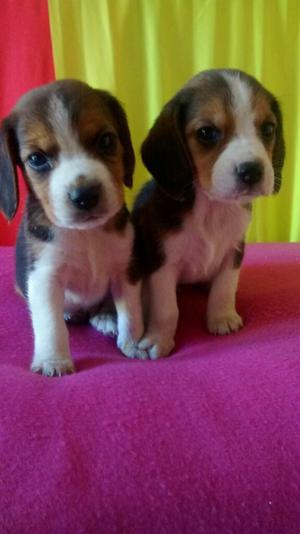 Venta Y Compra de Cachorros