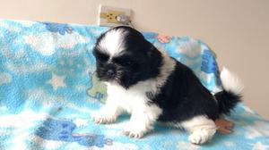 Venta de Linda Cachorra Shih Tzu