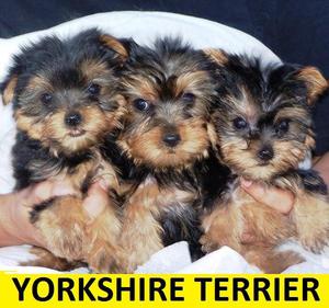 YORKHIRE TERRIER