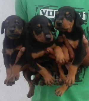 cachorros doberman