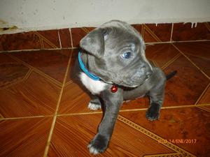 cachorros pitbull