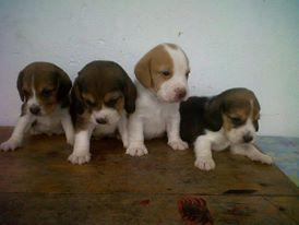 hermosos beagle tricolor