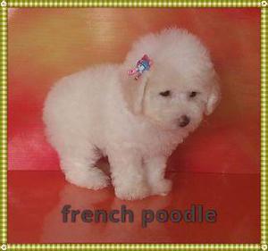 hermosos cachorritos french poodle