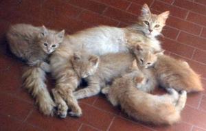 Hermosas Gatas Angora¡¡¡¡¡