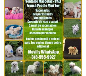 Tiernos cachorros french poodle mini toy