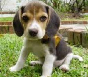 Regalo Beagle