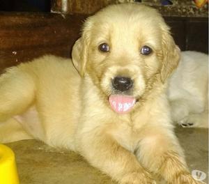 Vendo Golden retriever puros