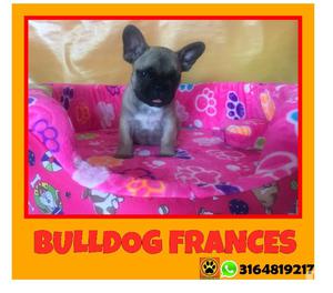 *cachorritos bulldog frances* listos para entrega*