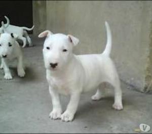 vendo cachorros bulterrier lindos