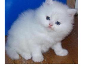 vendo hermosa gatita Angora