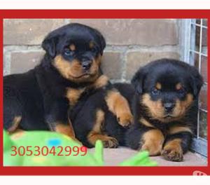 HERMOSOS ROTWEIER A LA VENTA