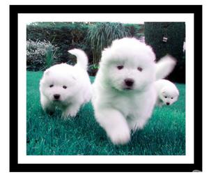 LINDOS Y TIERNOS SAMOYEDOS A LA VENTA