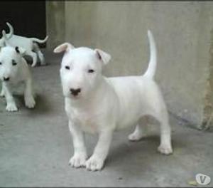 vendo cachorros bulterrier lindos