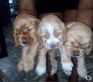 Venta de cachorros cocker