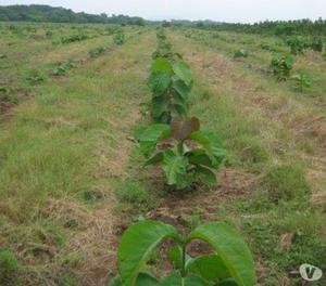 EXPERTOS EN EL DESARROLLO DE PLANTACIONES DE TECA