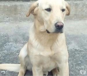 Perro labrador