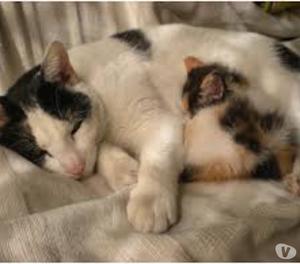 adopcion gaticos de 1 mes de nacidos